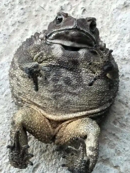 ฝันเห็นคางคก