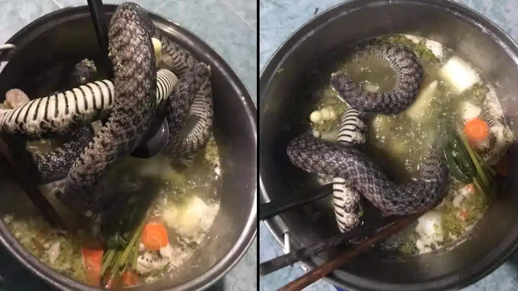 ฝันว่ากินงู